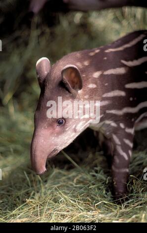 TAPIR BRÉSILIEN, BÉBÉ Banque D'Images