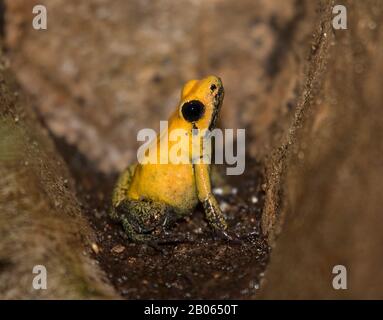 La grenouille d'or (Phyllobates terribilis) Banque D'Images