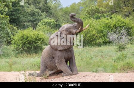 Le jeune taureau d'éléphant d'Afrique s'agenouillant dans un lit de rivière avec sa tête relevée à l'image des cieux en format horizontal Banque D'Images