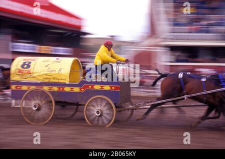 CANADA, ALBERTA, CALGARY, CALGARY STAMPEDE, STAMPEDE SCÈNE, CHUCKWAGON COURSE Banque D'Images