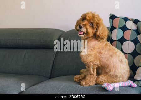 Un adorable chien de caniche brun assis sur un canapé avec le jouet lors de la détente à la maison. Banque D'Images