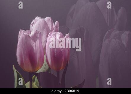 Trois tulipes roses sur fond violet flou. Banque D'Images