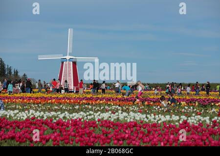 Woodburn, Oregon États-Unis - 29 mars 2015 : les habitants d'un champ de tulipes pendant le festival de tulipes. Rangées colorées de tulipes avec moulin à vent en bois. Banque D'Images