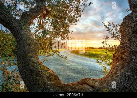 Branches et écorce d'olivier, cyprès et route de campagne en arrière-plan au coucher du soleil. Casale Marittimo. Pise, Toscane, Italie. Banque D'Images