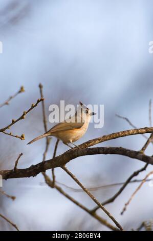 ÉTATS-UNIS, TEXAS, HILL PAYS PRÈS DE LA CHASSE, TITMOUSE À LA CRÈME NOIRE Banque D'Images
