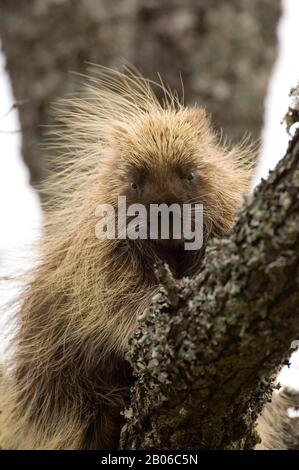 ÉTATS-UNIS, TEXAS, HILL PAYS PRÈS DE LA CHASSE, PORCUPINE DANS L'ARBRE, GROS PLAN Banque D'Images