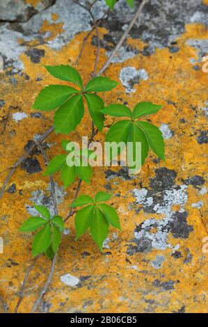 ÉTATS-UNIS, TEXAS, HILL PAYS PRÈS DE LA CHASSE, VIRGINIE SUPER-RÉDUCTEUR, VIGNE, VITACEAE PARTHENOCISSUS QUINQUEFOLIA Banque D'Images