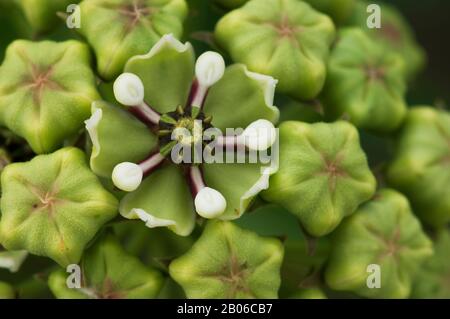 ÉTATS-UNIS, TEXAS, HILL CAMPAGNE PRÈS DE LA CHASSE, GROS PLAN DES FLEURS D'ANTILOPE-CORNES, ASCLEPIAS ASPERULA Banque D'Images