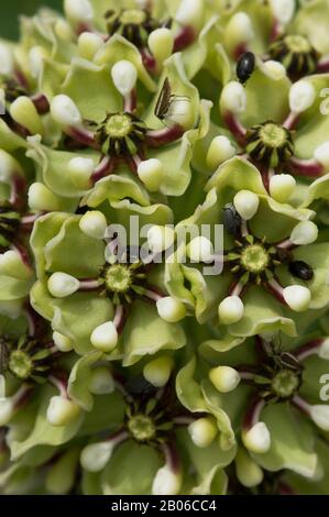 ÉTATS-UNIS, TEXAS, HILL CAMPAGNE PRÈS DE LA CHASSE, GROS PLAN DES FLEURS D'ANTILOPE-CORNES, ASCLEPIAS ASPERULA Banque D'Images