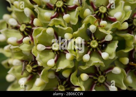 ÉTATS-UNIS, TEXAS, HILL CAMPAGNE PRÈS DE LA CHASSE, GROS PLAN DES FLEURS D'ANTILOPE-CORNES, ASCLEPIAS ASPERULA Banque D'Images