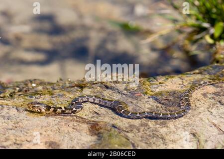 ÉTATS-UNIS, TEXAS, HILL PAYS PRÈS DE LA CHASSE, SERPENT D'EAU BOUCLÉ, NERODIA ERYTHROGASTER TRANSVERSA, RAMPANT DANS L'EAU Banque D'Images