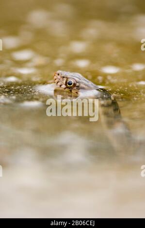 ÉTATS-UNIS, TEXAS, HILL PAYS PRÈS DE LA CHASSE, SERPENT D'EAU À TACHE, NERODIA ERYTHROGASTER TRANSVERSA, PEEKING HORS DE L'EAU Banque D'Images