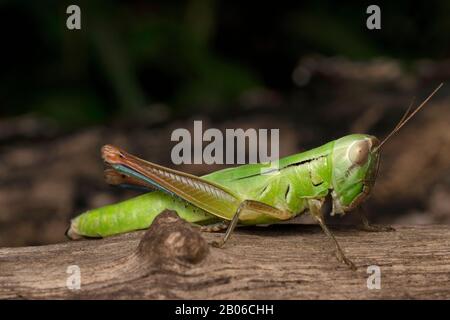 Latéral de Hiéroglyphus banian (Fabricius) Juvenile, Inde. Genre de sauterelles dans la famille des Acrididae : Banque D'Images