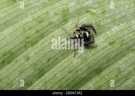 Dorsal de Thiania bhamoensis , araignée bateuse, famille des Salticidae Banque D'Images