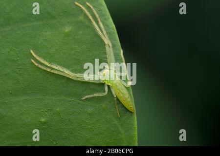 Araignée de crabe translucide, Oxytate virens, famille - Thomisidae, Singapour Banque D'Images