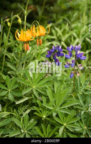 ÉTATS-UNIS, ÉTAT DE WASHINGTON, PÉNINSULE OLYMPIQUE, PARC NATIONAL OLYMPIQUE, HURRICANE RIDGE, COLUMBIA LILAS (TIGER LILY) LILIUM COLUMBIANUM ET LUPIN Banque D'Images