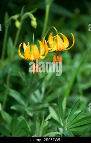 ÉTATS-UNIS, ÉTAT DE WASHINGTON, PÉNINSULE OLYMPIQUE, PARC NATIONAL OLYMPIQUE, HURRICANE RIDGE, COLUMBIA LILAS (TIGER LILY) LILIUM COLUMBIANUM Banque D'Images