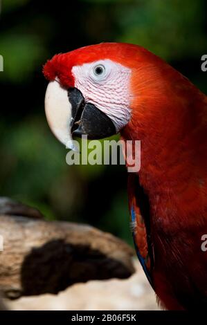 MEXIQUE, PRÈS DE CANCUN, PARC À THÈME XCARET ECO, MACAW DE SCARLET, GROS PLAN Banque D'Images