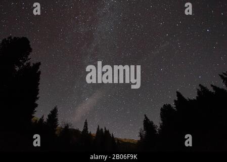 Silhouette d'arbres contre le ciel nocturne avec des étoiles Banque D'Images