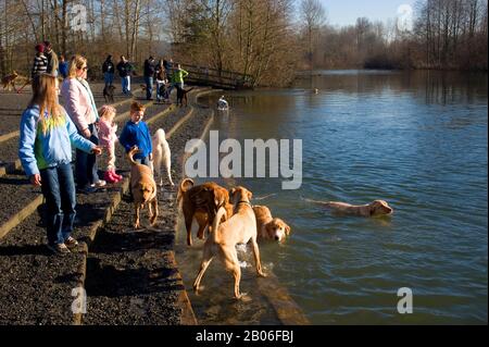 ÉTATS-UNIS, ÉTAT DE WASHINGTON, REDMOND, PARC MARYMOOR, PARC DU COMTÉ DE KING, RÉGION DE DOG OFF-LEACH, PEOPE AVEC CHIENS, RIVIÈRE SNOQUALMIE Banque D'Images