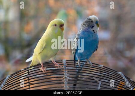 Deux perroquets assis sur la cage à la fenêtre. Oiseaux Banque D'Images