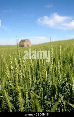 ÉTATS-UNIS, ÉTAT DE WASHINGTON, PALOUSE PRÈS DE PULLMAN, ANCIENNE GRANGE DANS LE CHAMP DE BLÉ, SE DÉFAISANT LENTEMENT Banque D'Images