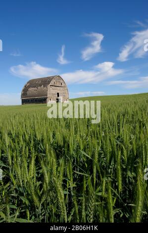 ÉTATS-UNIS, ÉTAT DE WASHINGTON, PALOUSE PRÈS DE PULLMAN, ANCIENNE GRANGE DANS LE CHAMP DE BLÉ, SE DÉFAISANT LENTEMENT Banque D'Images