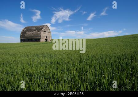 ÉTATS-UNIS, ÉTAT DE WASHINGTON, PALOUSE PRÈS DE PULLMAN, ANCIENNE GRANGE DANS LE CHAMP DE BLÉ, SE DÉFAISANT LENTEMENT Banque D'Images