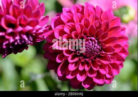 ÉTATS-UNIS, WASHINGTON STATE, SEATTLE, CAPITOL HILL, VOLONTAIRE PARK, DAHLIA GARDEN, GROS PLAN DE PON DAHLIA POM Banque D'Images