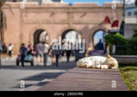 Un chat blanc mignon dormant au soleil à Essaouira, Maroc Banque D'Images