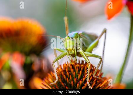 Criquet, Grand cricket de brousse verte (Tettigonia viridissima) assis sur la fleur de la fleur de cône pourpre (Echinacea purpurea), Bavière, Allemagne Banque D'Images