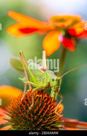 Criquet, Grand cricket de brousse verte (Tettigonia viridissima) assis sur la fleur de la fleur de cône pourpre (Echinacea purpurea), Bavière, Allemagne Banque D'Images