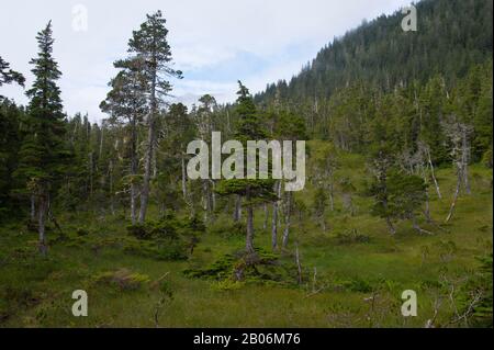 Paysage de tourbière (muskeg) avec mousses de sphagnum, cadges et épinettes noires et tamacarons, à Idaho Inlet sur l'île de Chichagof, Tongass National Banque D'Images