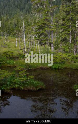 Paysage de tourbière (muskeg) avec mousses de sphagnum, cadges et épinettes noires et tamacarons, à Idaho Inlet sur l'île de Chichagof, Tongass National Banque D'Images