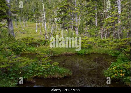 Paysage de tourbière (muskeg) avec mousses de sphagnum, cadges et épinettes noires et tamacarons, à Idaho Inlet sur l'île de Chichagof, Tongass National Banque D'Images