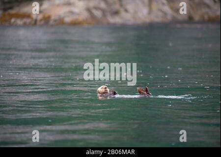 Loutre de mer (Enhydra lutris) dans l'océan près de George Island, au large de l'Île Chichagof, la Forêt Nationale Tongass, Alaska, USA Banque D'Images