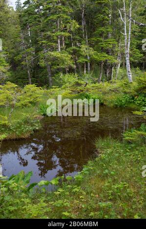Tourbière (muskeg) paysage avec mousses de sphagnum, crêtes et épinettes et tamacarons, à Idaho Inlet, sur l'île de Chichagof, les Fores nationaux de Tongass Banque D'Images