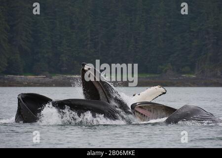 Les baleines à bosse bubble-net se nourrir dans la baie de False, le détroit de Chatham, Île Chichagof, la Forêt Nationale Tongass, Alaska, USA Banque D'Images