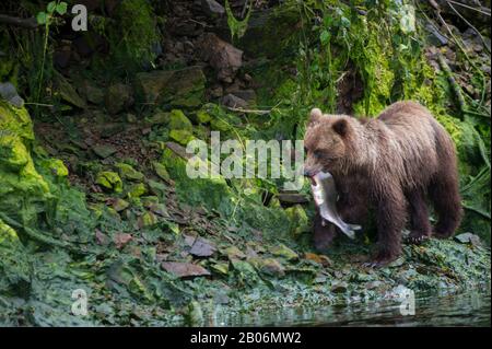 Ours brun avec du saumon à Pavlof Harbour dans le détroit de Chatham, Île Chichagof, la Forêt Nationale Tongass, Alaska, USA Banque D'Images