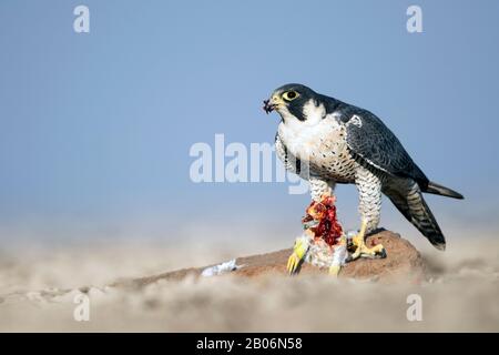 L'image de Faucon pèlerin (Falco peregrinus) avec Kill a été prise dans LRK, Gujarat, Inde, Asie Banque D'Images