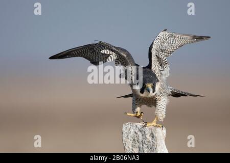 L'image de Faucon pèlerin (Falco peregrinus) a été prise dans LRK, Gujarat, Inde, Asie Banque D'Images