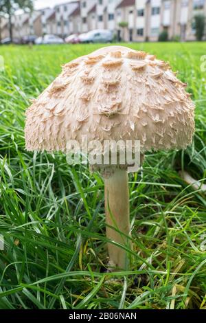 Grand champignon solitaire en parasol dans un parc Banque D'Images