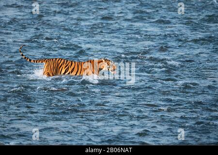 L'image du tigre (Panthera Tigre) traversant la rivière Ramganga dans le parc national Corbett, Inde, Asie Banque D'Images