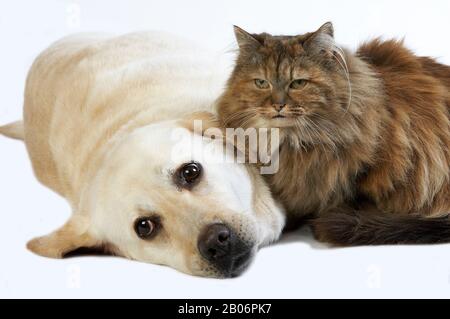 Jaune Retriever Labrador Féminin Et Tortoiseshell Persian Chat Domestique Contre Fond Blanc Banque D'Images