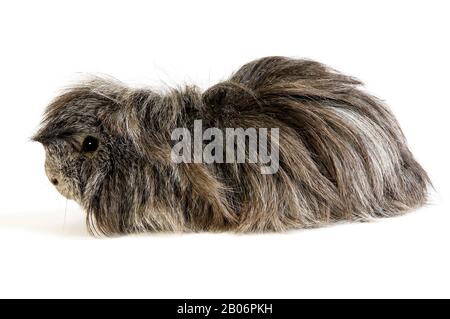 Cheveux longs, cobaye Cavia porcellus against White Background Banque D'Images