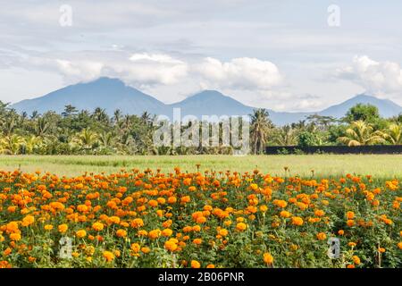 Champ de riz, montagnes sur le fond. Paysage rural. Bedugul, Tabanan, Île De Bali, Indonésie. Banque D'Images