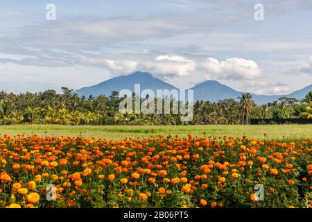 Champ de riz, montagnes sur le fond. Paysage rural. Bedugul, Tabanan, Île De Bali, Indonésie. Banque D'Images