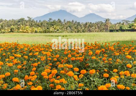 Champ de riz, montagnes sur le fond. Paysage rural. Bedugul, Tabanan, Île De Bali, Indonésie. Banque D'Images