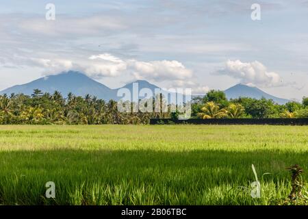 Champ de riz, montagnes sur le fond. Paysage rural. Bedugul, Tabanan, Île De Bali, Indonésie. Banque D'Images