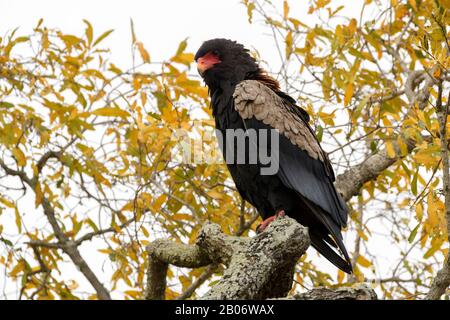 Bateleur aigle (Terathopius ecaudatus), perché sur l'arbre, regardant loin devant, Kruger National Park, Afrique du Sud, Banque D'Images